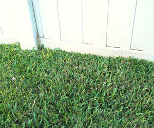 Grass Seed Mat a 298 LEU